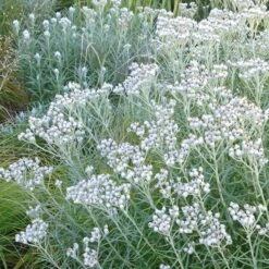 New Snow Pearly Everlasting (Anaphalis) -Garden Outfitters Store anaphalis margaritacea pearly everlasting chatfield white