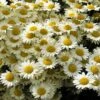 Susanna Mitchell Marguerite Daisy (Anthemis) 2 Susanna Mitchell Marguerite Daisy (Anthemis) -Garden Outfitters Store anthemis tinctoria 19981 2