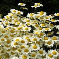 Susanna Mitchell Marguerite Daisy (Anthemis) -Garden Outfitters Store anthemis tinctoria 19981