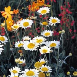 Susanna Mitchell Marguerite Daisy (Anthemis) -Garden Outfitters Store anthemis tinctoria susanna mitchell 3