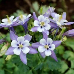 Rocky Mountain Columbine -Garden Outfitters Store aquilegia caerulea rocky mountai