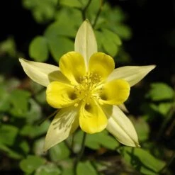 Golden Spur Columbine -Garden Outfitters Store aquilegia chrysantha golden spur