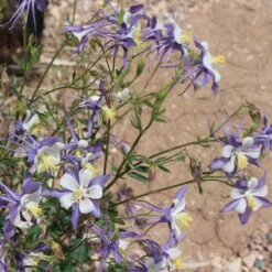 Rocky Mountain Columbine -Garden Outfitters Store aquilegia coerulea 3 1