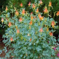 Arizona Columbine -Garden Outfitters Store aquilegia desertorum in flwr
