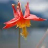 Arizona Columbine -Garden Outfitters Store aquilegia desertorum 1