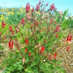Little Lanterns Columbine -Garden Outfitters Store aquilegia little lanterns cropped 1 1 1