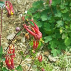 Little Lanterns Columbine -Garden Outfitters Store aquilegia little lanterns cropped 5 1