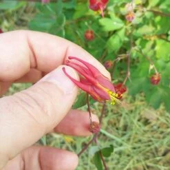 Little Lanterns Columbine -Garden Outfitters Store aquilegia little lanterns cropped close up 1 1