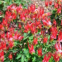 Little Lanterns Columbine -Garden Outfitters Store aquilegia little lanterns jf 1