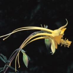 Swallowtail® Columbine -Garden Outfitters Store aquilegia species swallowtail 20822 2 web 1