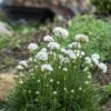 Morning Star White Armeria -Garden Outfitters Store armeria maritima morning star white garden