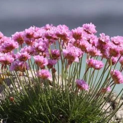 Victor Reiter Armeria -Garden Outfitters Store armeria maritima victor reiter flowers growing