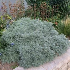 Powis Castle Artemisia -Garden Outfitters Store artemisia powis castle whole plant denver botanic
