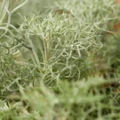 Seafoam Artemisia -Garden Outfitters Store artemisia versicolor seafoam