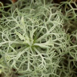 Seafoam Artemisia -Garden Outfitters Store artemisia versicolor seafoam close up