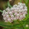 California Narrow Leaf Milkweed -Garden Outfitters Store asclepias fascicularis 1