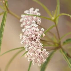 California Narrow Leaf Milkweed -Garden Outfitters Store asclepias fascicularis 2