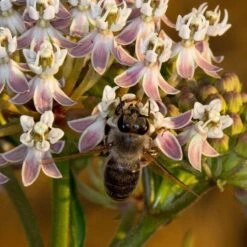 California Narrow Leaf Milkweed -Garden Outfitters Store asclepias fascicularis santa monica trails council 3 cropped