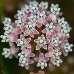 California Narrow Leaf Milkweed -Garden Outfitters Store asclepias fascicularis santa monica trails council 5 cropped