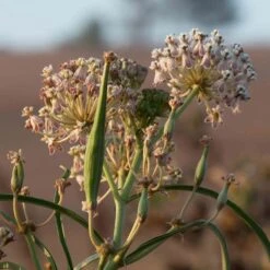California Narrow Leaf Milkweed -Garden Outfitters Store asclepias fascicularis santa monica trails council 6 cropped