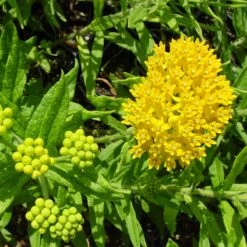 Hello Yellow Butterfly Weed -Garden Outfitters Store asclepias hello yellow milkweed