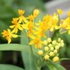 Hello Yellow Butterfly Weed -Garden Outfitters Store asclepias hello yellow milkweed