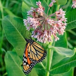 Common Milkweed -Garden Outfitters Store asclepias syriaca 1