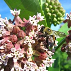 Common Milkweed -Garden Outfitters Store asclepias syriaca 2