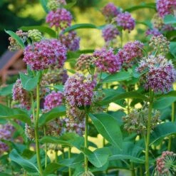 Common Milkweed -Garden Outfitters Store asclepias syriaca 3