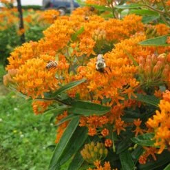 Butterfly Weed (Clay Form) 14 Butterfly Weed (Clay Form) -Garden Outfitters Store asclepias tuberosa butterfly weed 2 1