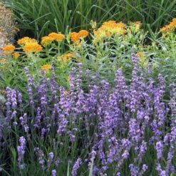 Sharon Roberts English Lavender 13 Sharon Roberts English Lavender -Garden Outfitters Store asclepias western gold mix lavandula angust sharon roberts 1