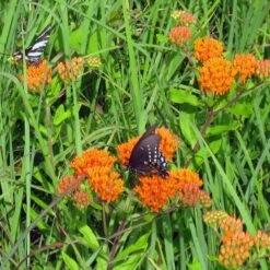 Butterfly Weed (Clay Form) 10 Butterfly Weed (Clay Form) -Garden Outfitters Store asclepias tuberosa butterfly weed 1