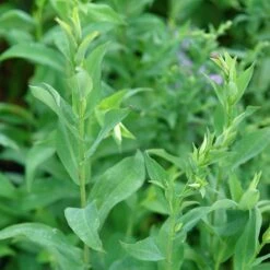 Bluebird Smooth Aster -Garden Outfitters Store ast laev bluebird foliage northcreek nurseries cropped