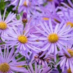 Monch Frikart's Aster 8 Monch Frikart's Aster -Garden Outfitters Store aster x frikartii m nch flower close up