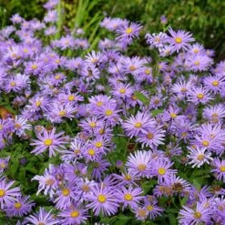 Monch Frikart's Aster 9 Monch Frikart's Aster -Garden Outfitters Store aster x frikartii m nch flowers garden