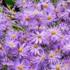 Monch Frikart's Aster -Garden Outfitters Store aster x frikartii m nch garden