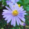 Bluebird Smooth Aster -Garden Outfitters Store aster bluebird mt cuba closeup cropped