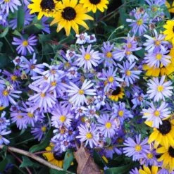 Garden Outfitters Store -Garden Outfitters Store aster bluebird with rudbeckia mt cuba closeup cropped