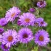 Purple Dome New England Aster -Garden Outfitters Store aster purple dome close up cropp