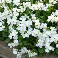 Axcent™ White Aubrieta -Garden Outfitters Store aubrieta axcent white 3