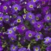 Axcent™ Deep Purple Aubrieta -Garden Outfitters Store axcent deep purple rock cress 1