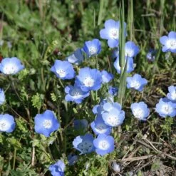 Alternative Lawn Wildflower Seed Mix -Garden Outfitters Store baby blue eyes 1