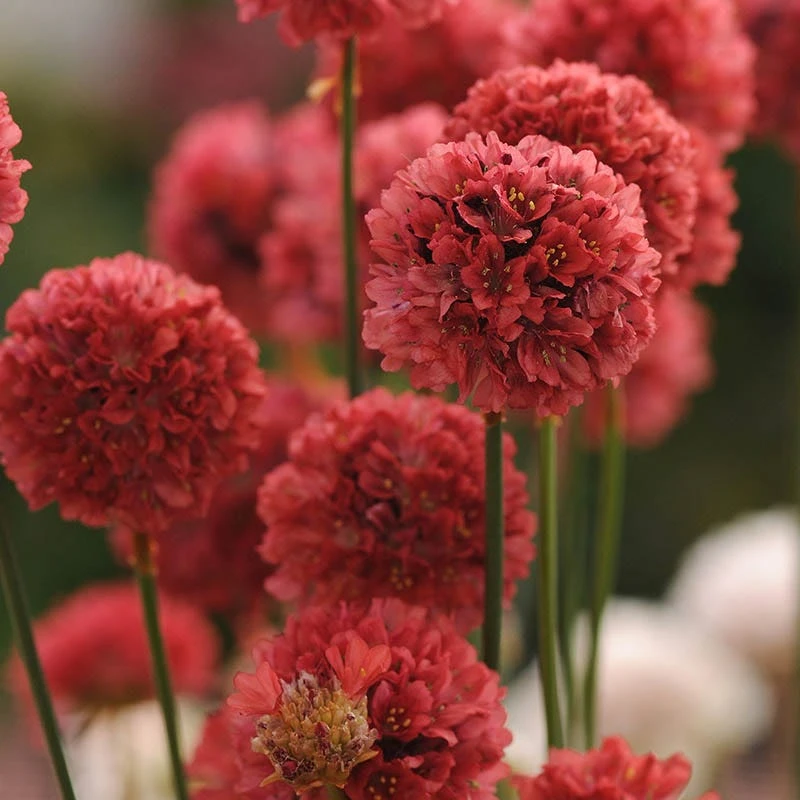Ballerina Red Armeria 3 Ballerina Red Armeria
