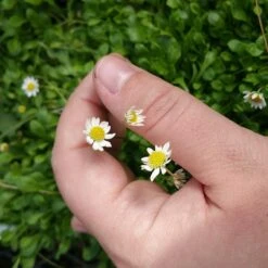 Miniature Mat Daisy (Bellium) -Garden Outfitters Store bellium minutum miniature