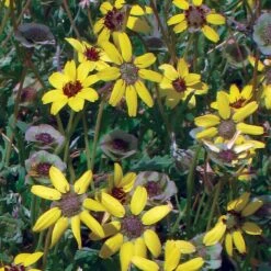Mora County Chocolate Flower Mix (Berlandiera) -Garden Outfitters Store berlandiera chocolate flower 25391 1