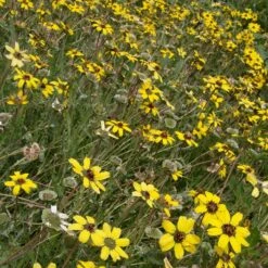 Mora County Chocolate Flower Mix (Berlandiera) -Garden Outfitters Store berlandiera lyrata david.winger cropped 2