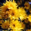 Santa Fe Maximilian's Sunflower (Helianthus) -Garden Outfitters Store betty griffith maximilliana sant