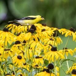 Goldsturm Black Eyed Susan 9 Goldsturm Black Eyed Susan -Garden Outfitters Store bird rudbeckia goldsturm web 2