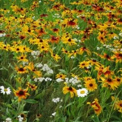 Dry Area Wildflower Seed Mix -Garden Outfitters Store black eyed susan gloriosa daisy yarrow