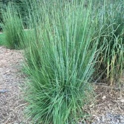 Blaze Little Bluestem Grass -Garden Outfitters Store blaze little bluestem credit hoffmannursery